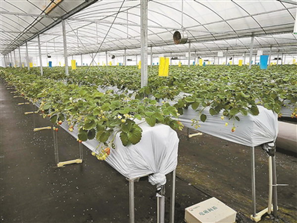 陽田農(nóng)科(kē)無土(tǔ)栽培科(kē)研大(dà)棚