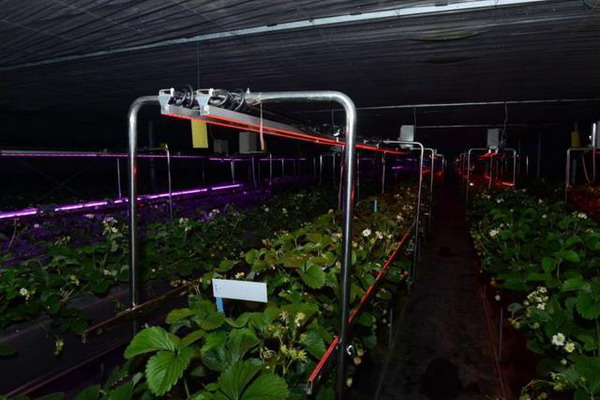 陽田農(nóng)科(kē)無土(tǔ)栽培科(kē)研大(dà)棚引進了(le)一(yī)種單向滲透膜技(jì)術(shù)